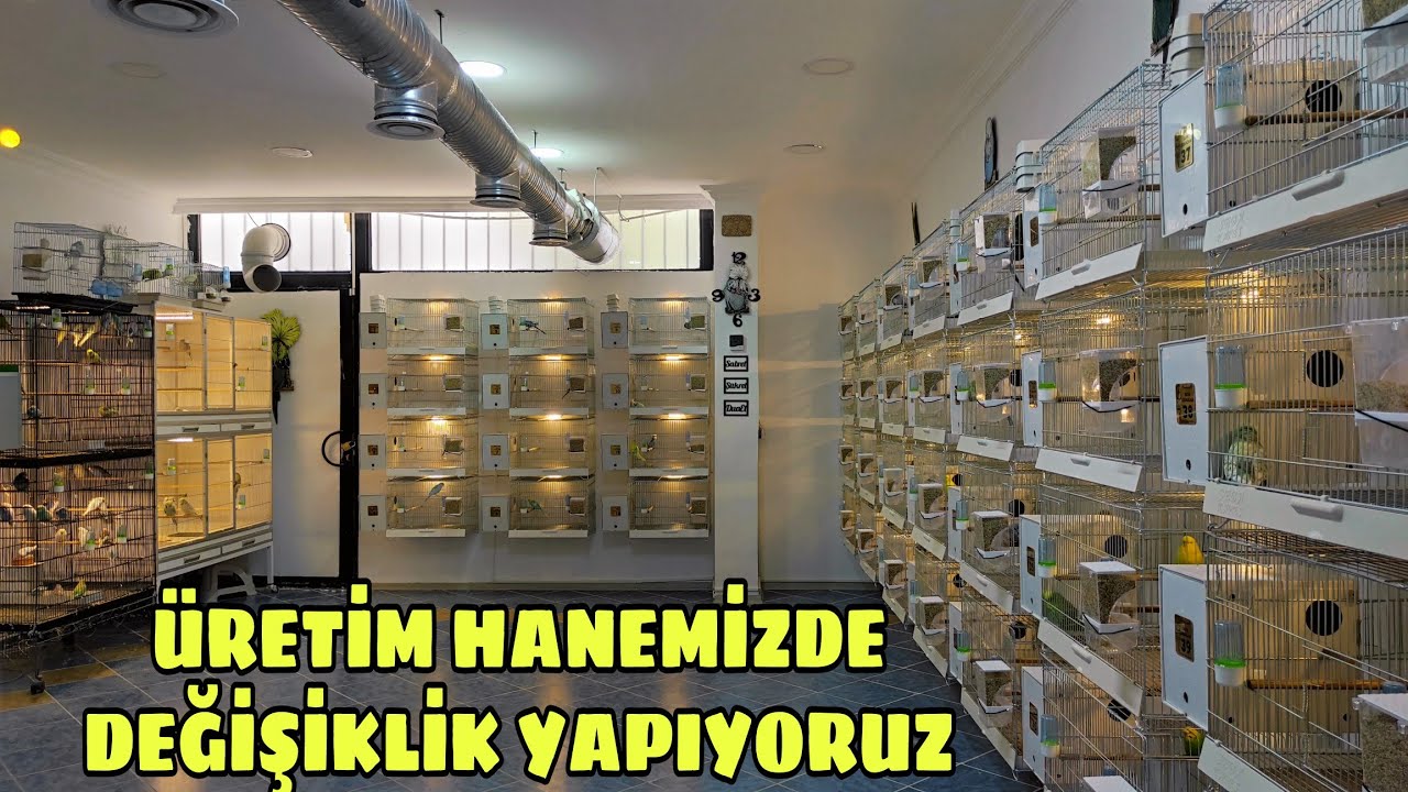Çekoslavak Muhabbet Kuşlarımızı Kafeslerine Yerleştirdik