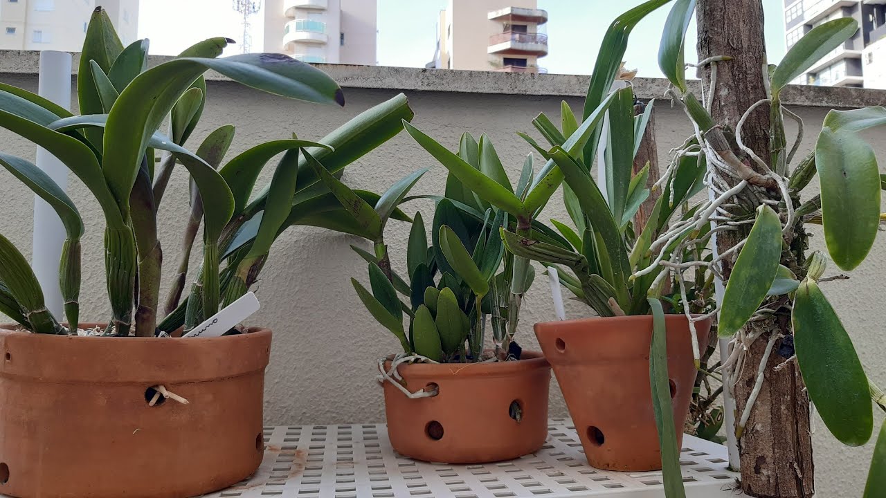 Vou remanejar Orqu&iacute;deas bifoliadas e monofoliadas