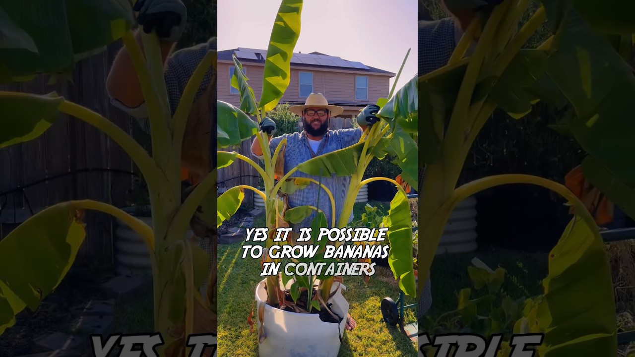 Growing Bananas in Containers! #gardening #garden #containergardening #gardeningvideos #gardenwork