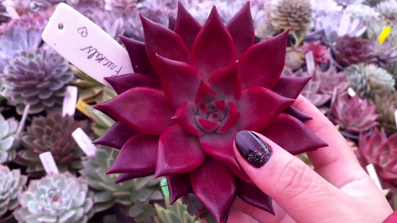 Tour Agavoides parte 1 #suculentas