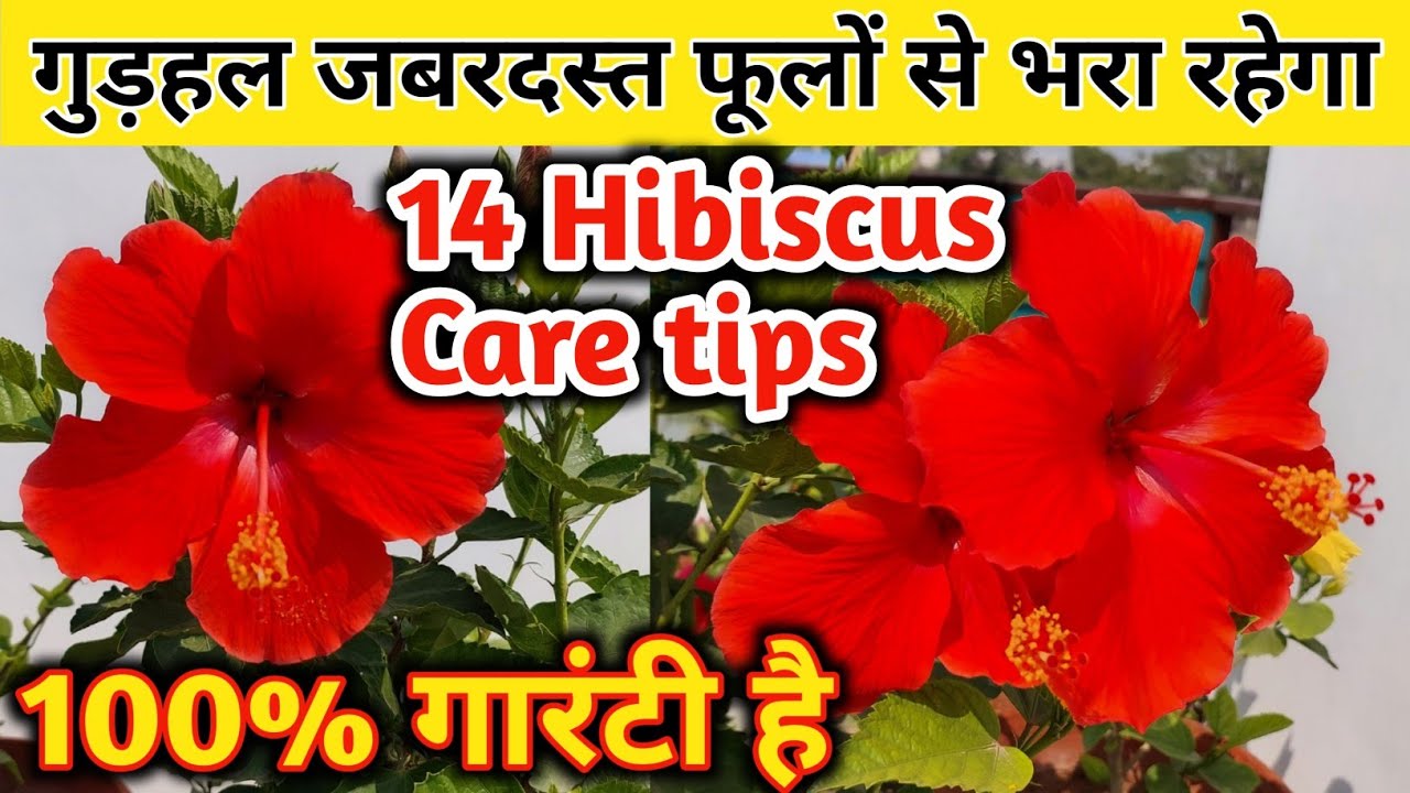 HIBISCUS PLANT CARE & Growing tips.How to care of hibiscus plant.Gudhal ki care.गुडहल की देखभाल.