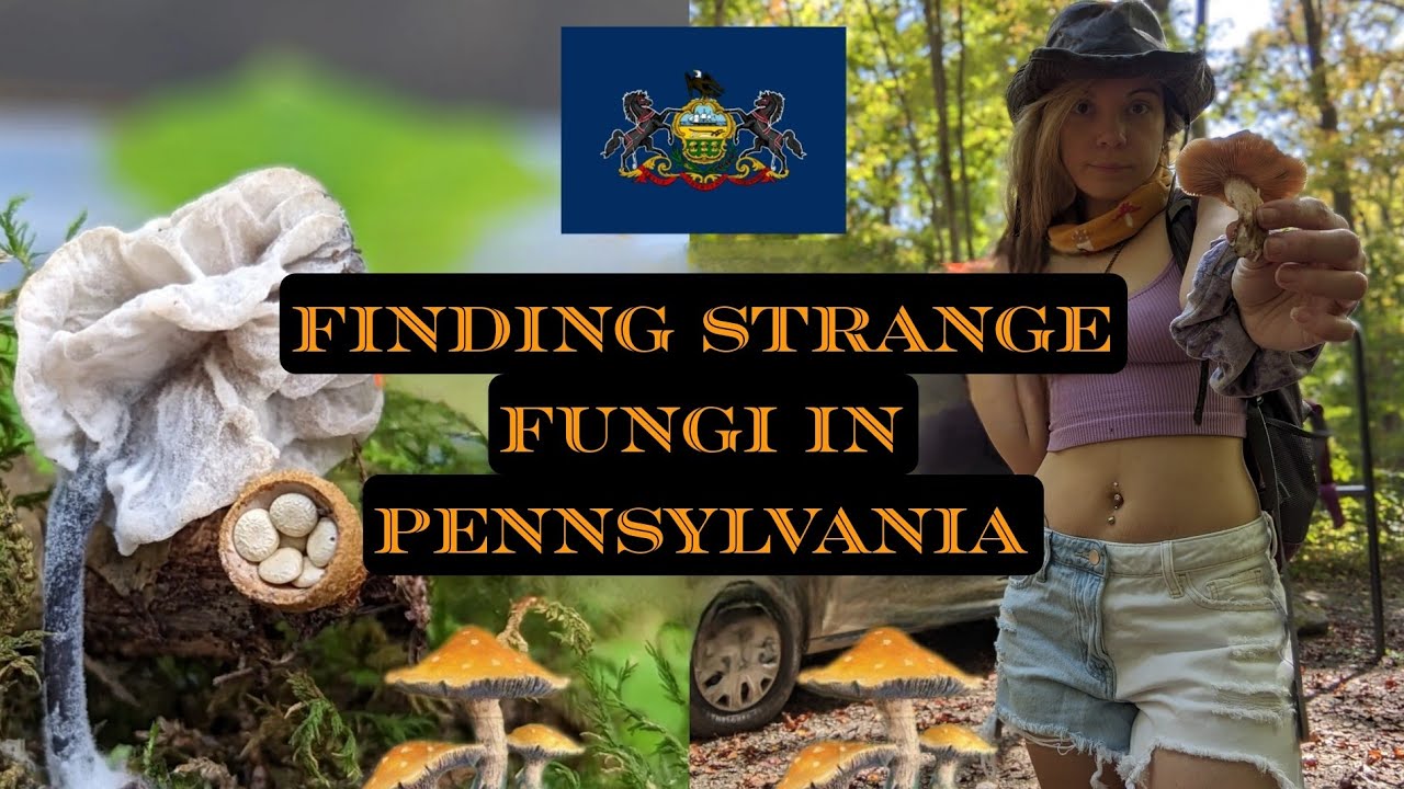 Находим странные грибы в Пенсильвании | Vanlife Mushroom Hunting Travels