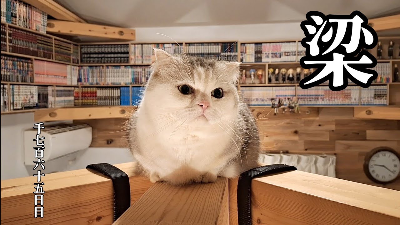梁　こねこ成長日記　千七百六十五日目
