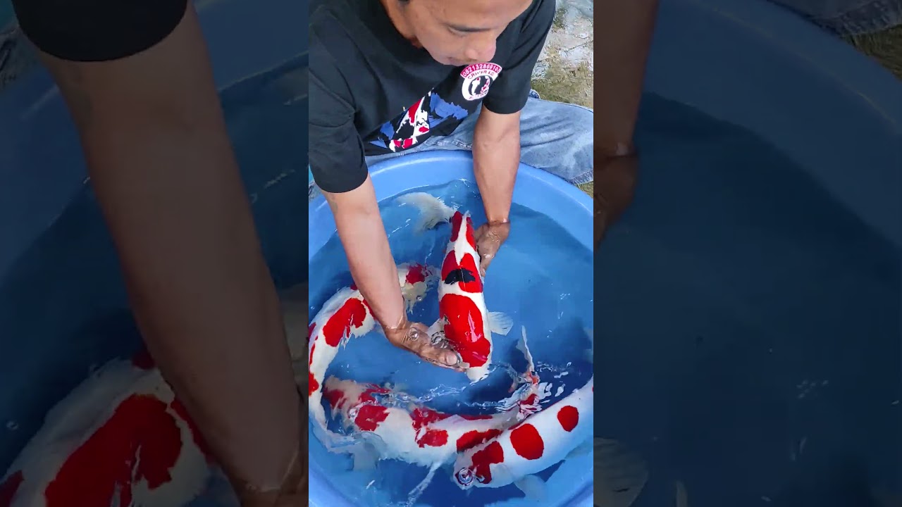 IKAN TANPA SISIK LURR !! KOHAKU SANKE DOITSU SUPER #shorts