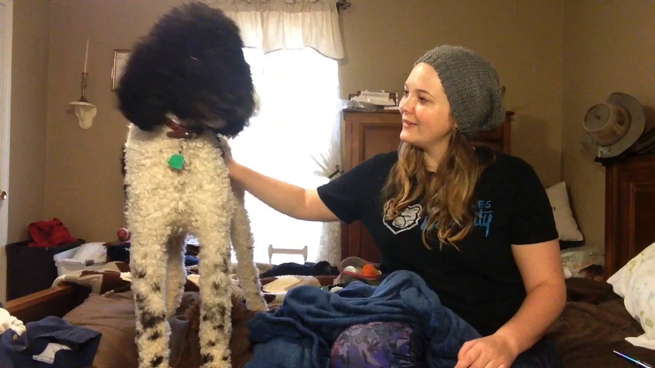 My Experience Vaping CBD for Chronic Pain + CBD tincture for my Service Dog