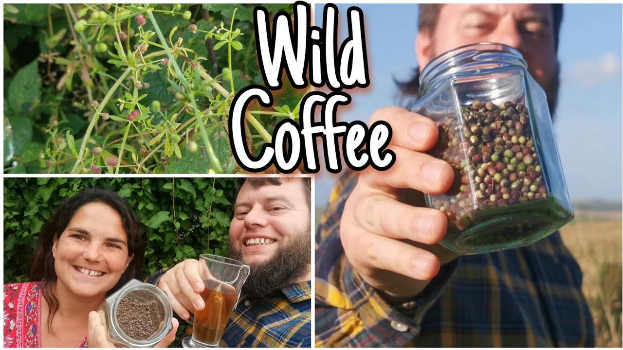 Бесплатный кофе, который растёт вокруг нас ☕ Как приготовить кофе Кливерс 🌿