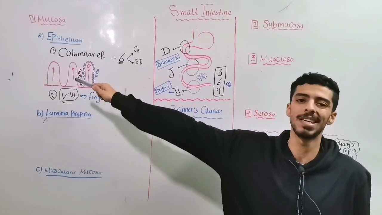 GIT (small intestine 1)