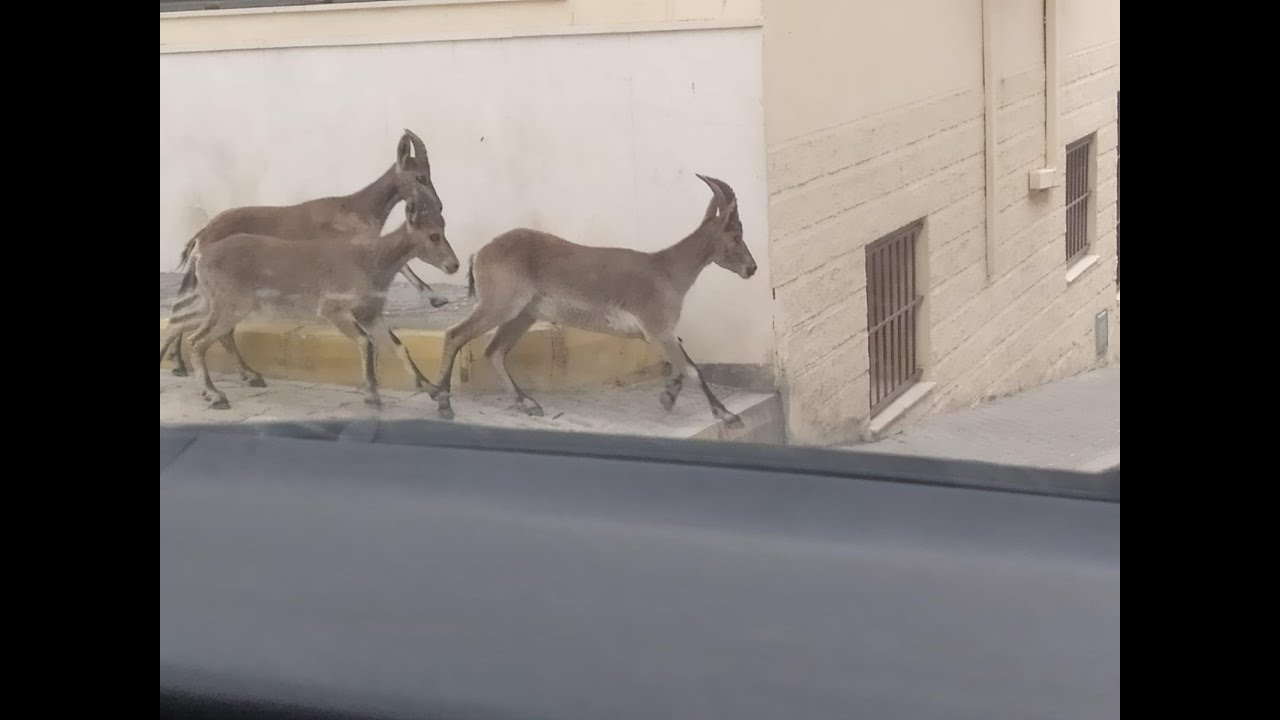 Cabras montesas caminan por las calles de Mor&oacute;n de la Frontera