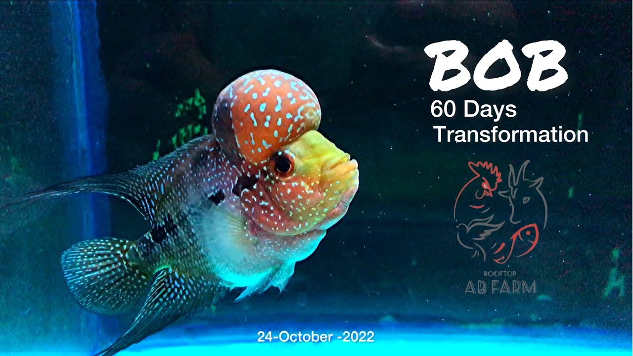 BOB From AB Farm - 60 Days Transformation of SRD Flowerhorn / Grooming Flowerhorn