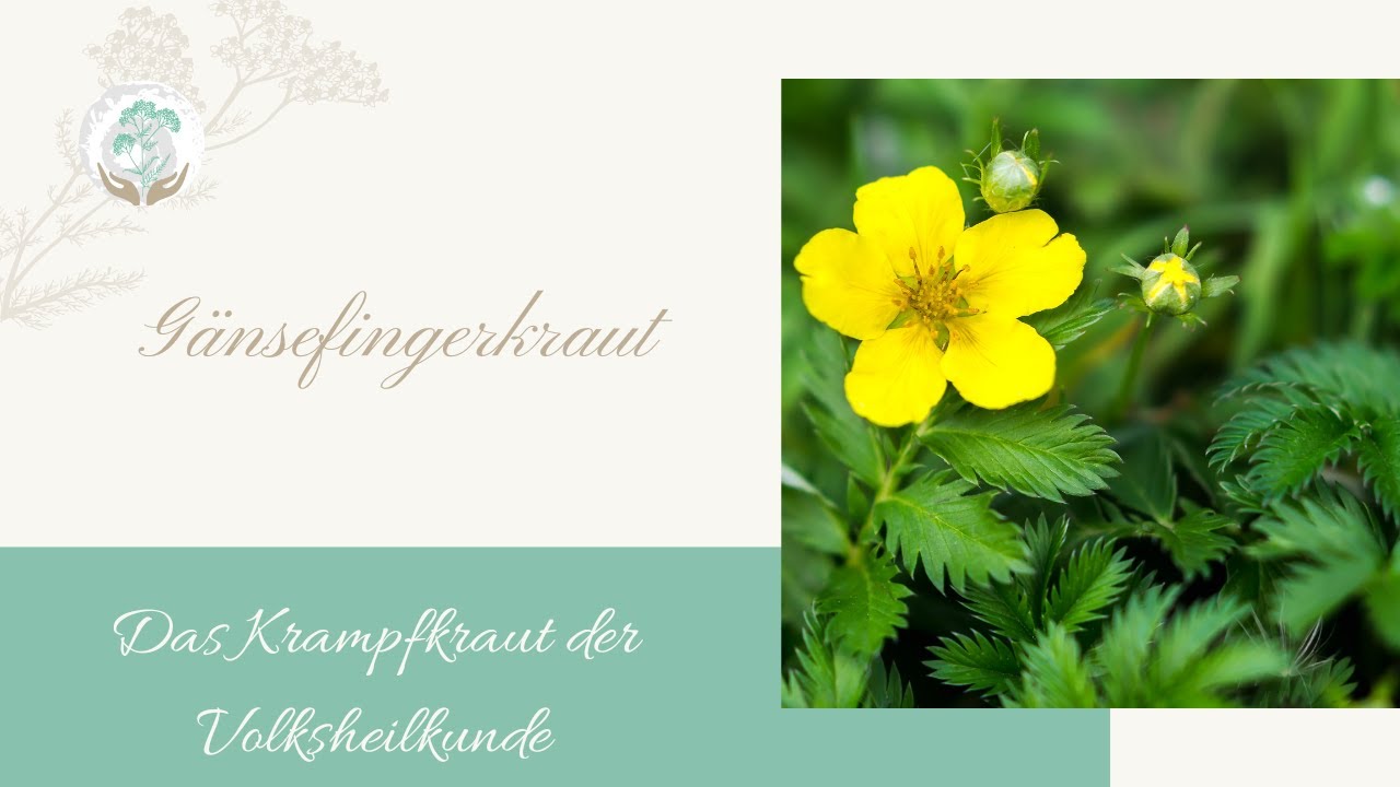 G&auml;nsefingerkraut - Das Krampfkraut der Volksheilkunde