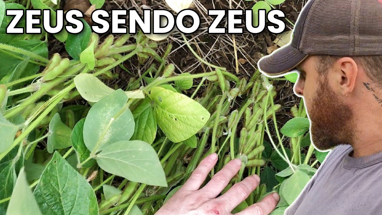 Soja Zeus bem Carregada com 115 dias 