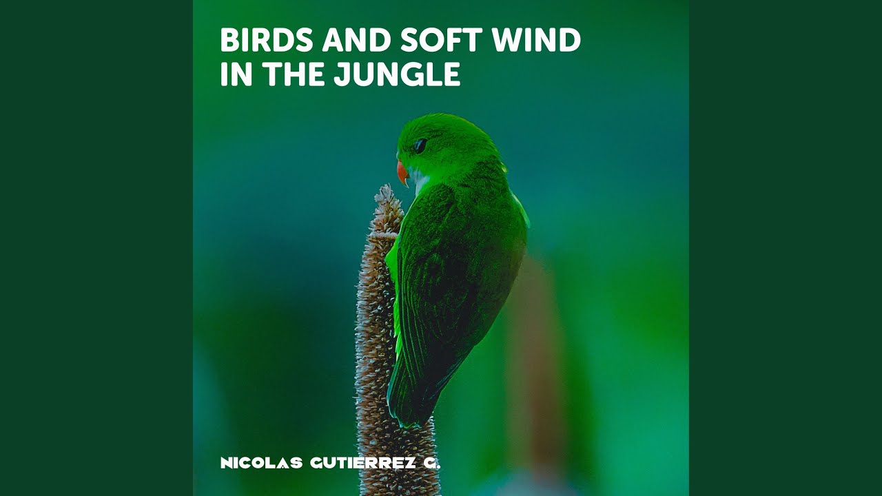 Birds and soft wind in the jungle