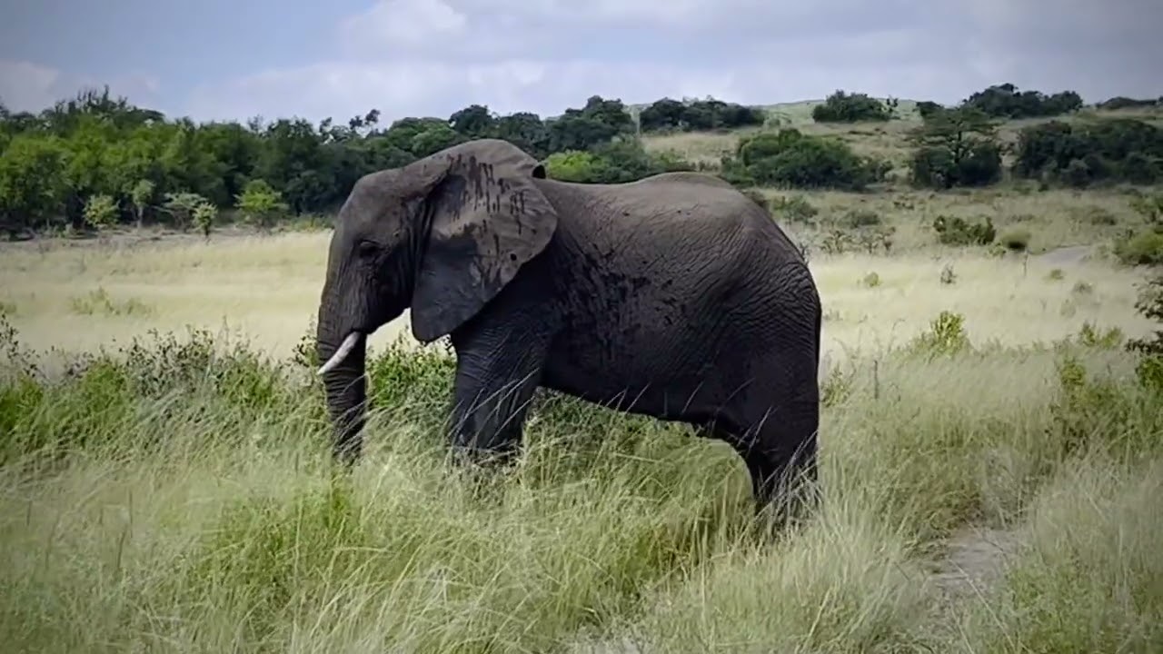 The whole elephant herd of Thula Thula in this superb video