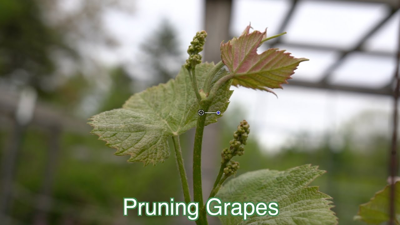 Pruning Grapes
