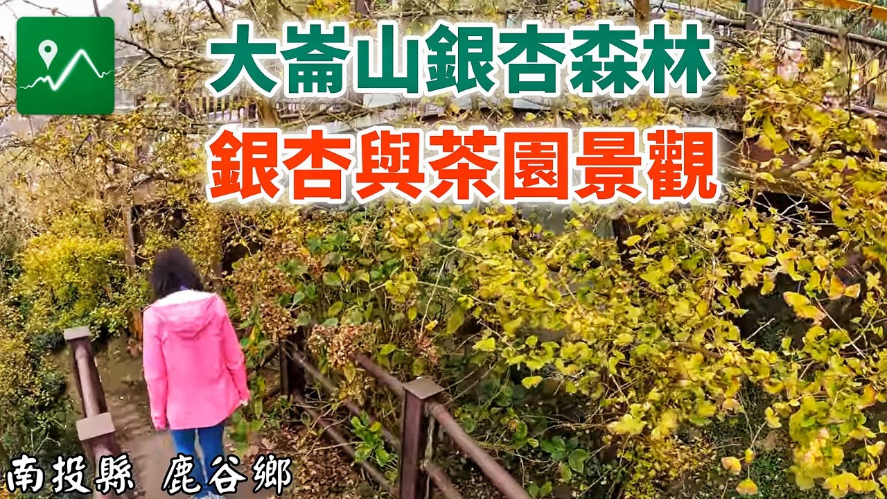 大崙山茶園步道 | 銀杏森林 | 銀杏與茶園交織的美景