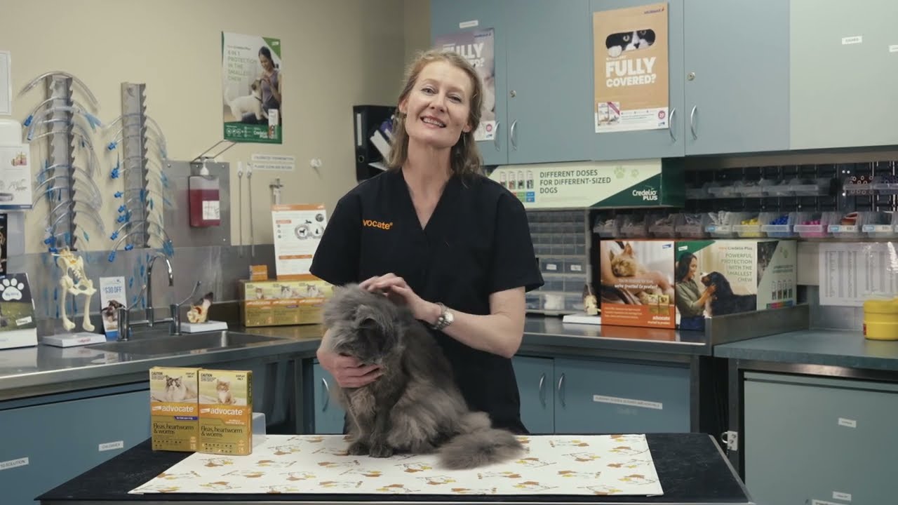 Advocate™ for Cats – Application demonstration