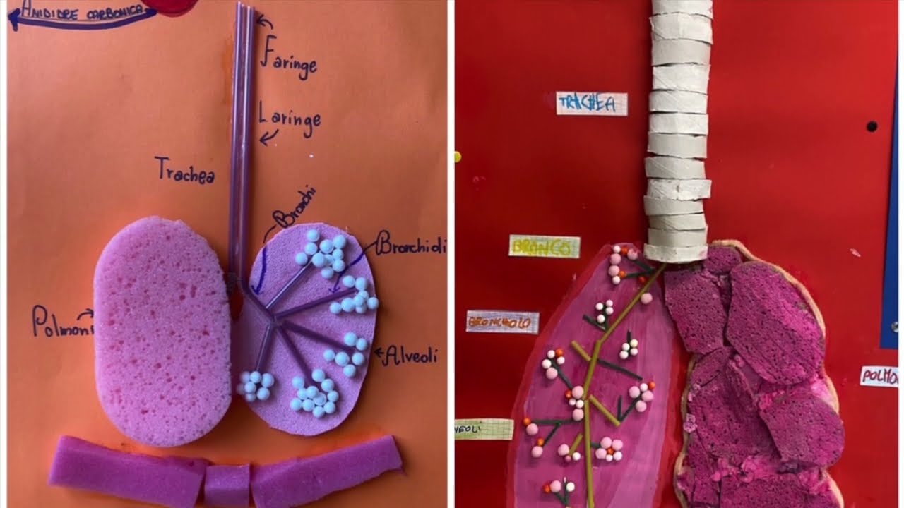I plastici dell'apparato respiratorio