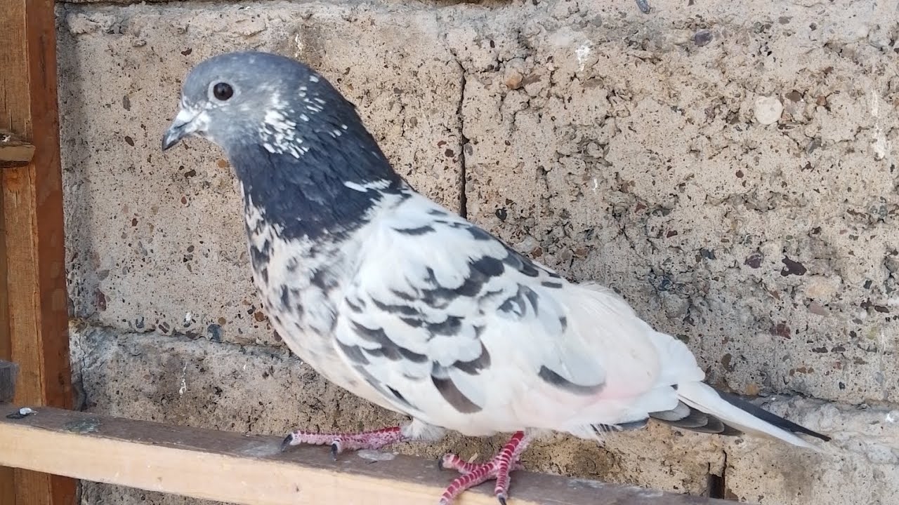 فيديو جديد🙃❤️#شتكولون جيب حمر لو زواجل#طيور 🕊️