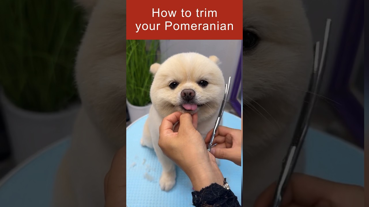 How to trim your Pomeranian.✂️🐶 #dogtrimming #doggromming #cutedog