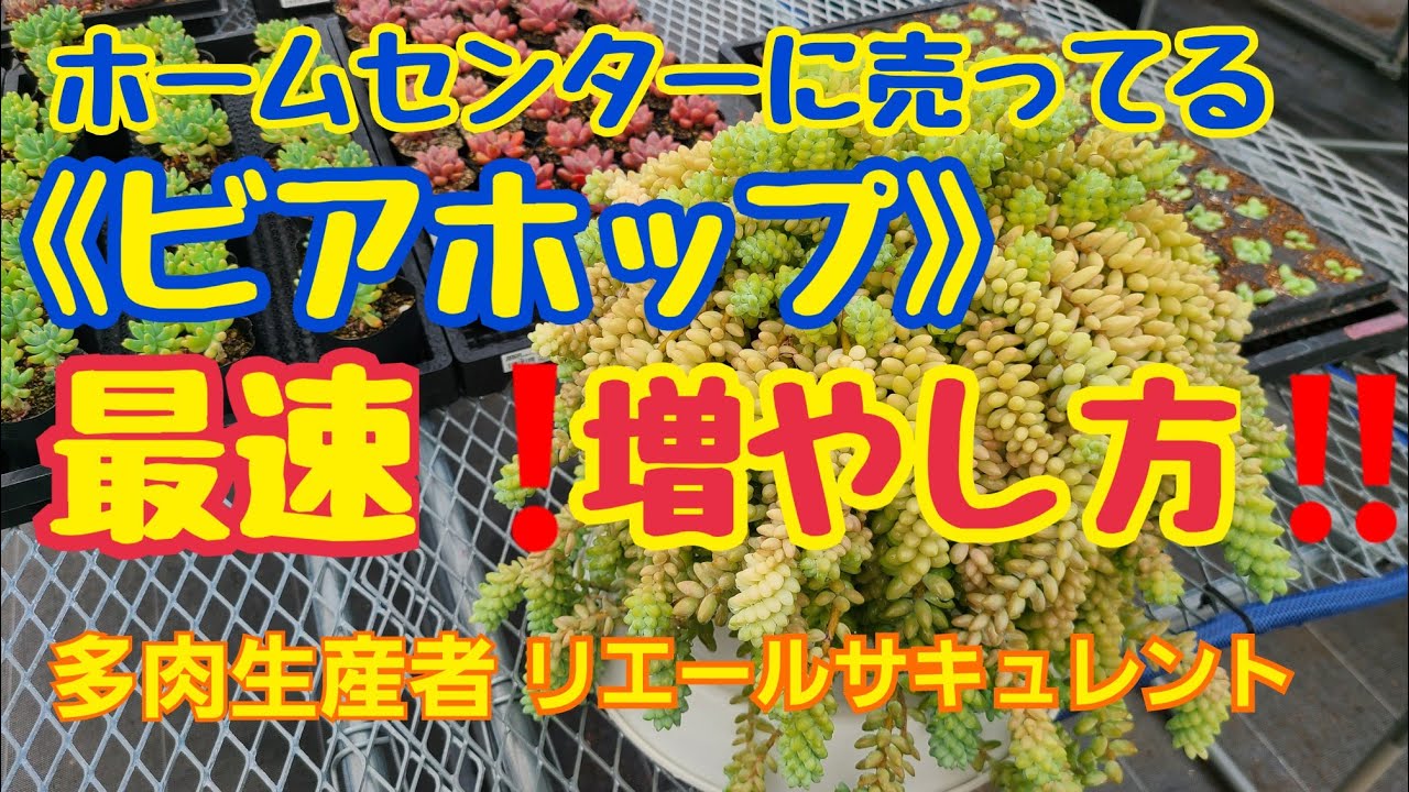 【多肉植物】ホームセンターに売ってる‼️ビアホップを最速に増やす🎵【ガーデニング】2023年6月12日