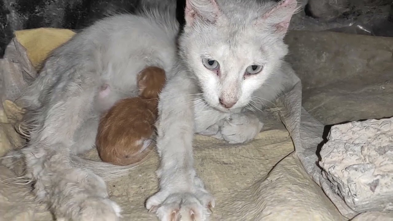 Newborn Kittens Day 1! Watch Them Take Their First Steps!