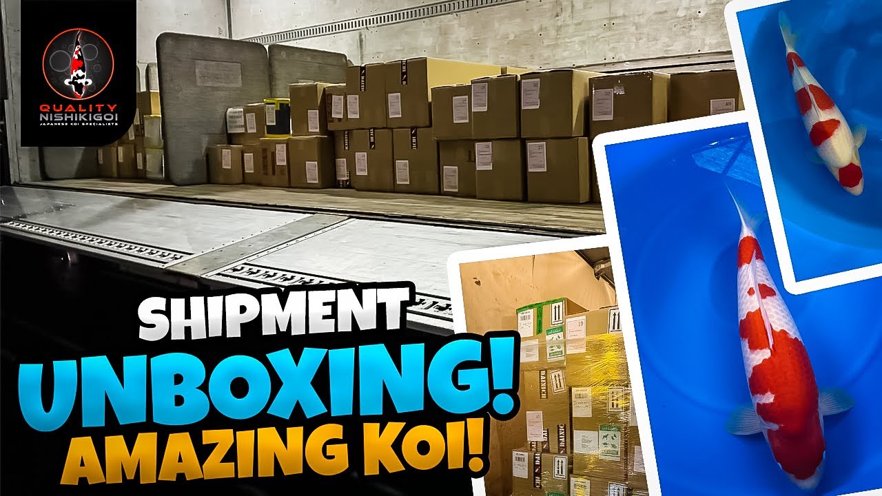 KOI SHIPMENT - JAPAN HARVESTS 2024!