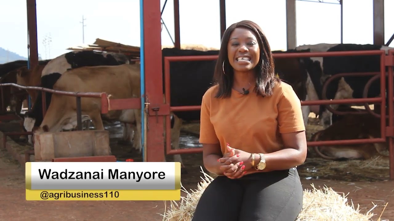 DAIRY FARMING IN ZIMBABWE