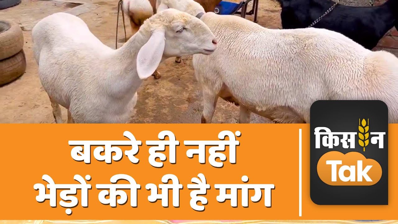 Dumba Sheep: bakrid 2023 से पहले बढ़ी डुम्बा नस्ल के भेड़ की मांग, जानें कितनी ही कीमत  | Kisan Tak