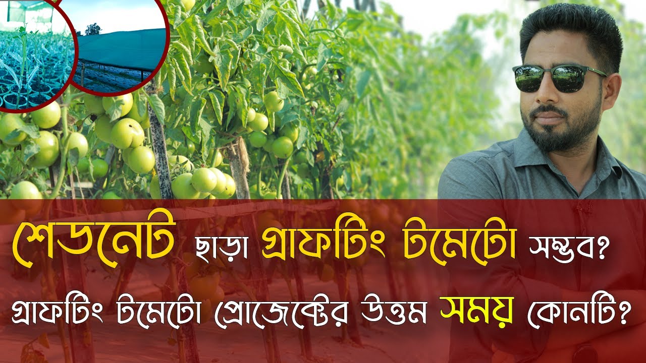 শেড নেট ছাড়া কী গ্রাফটিং টমেটো করা সম্ভব? agro-1 seed