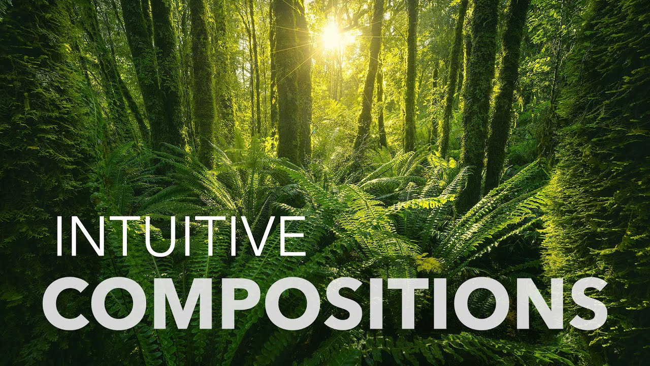 Professional Landscape Photography Workflow | New Zealand Forests