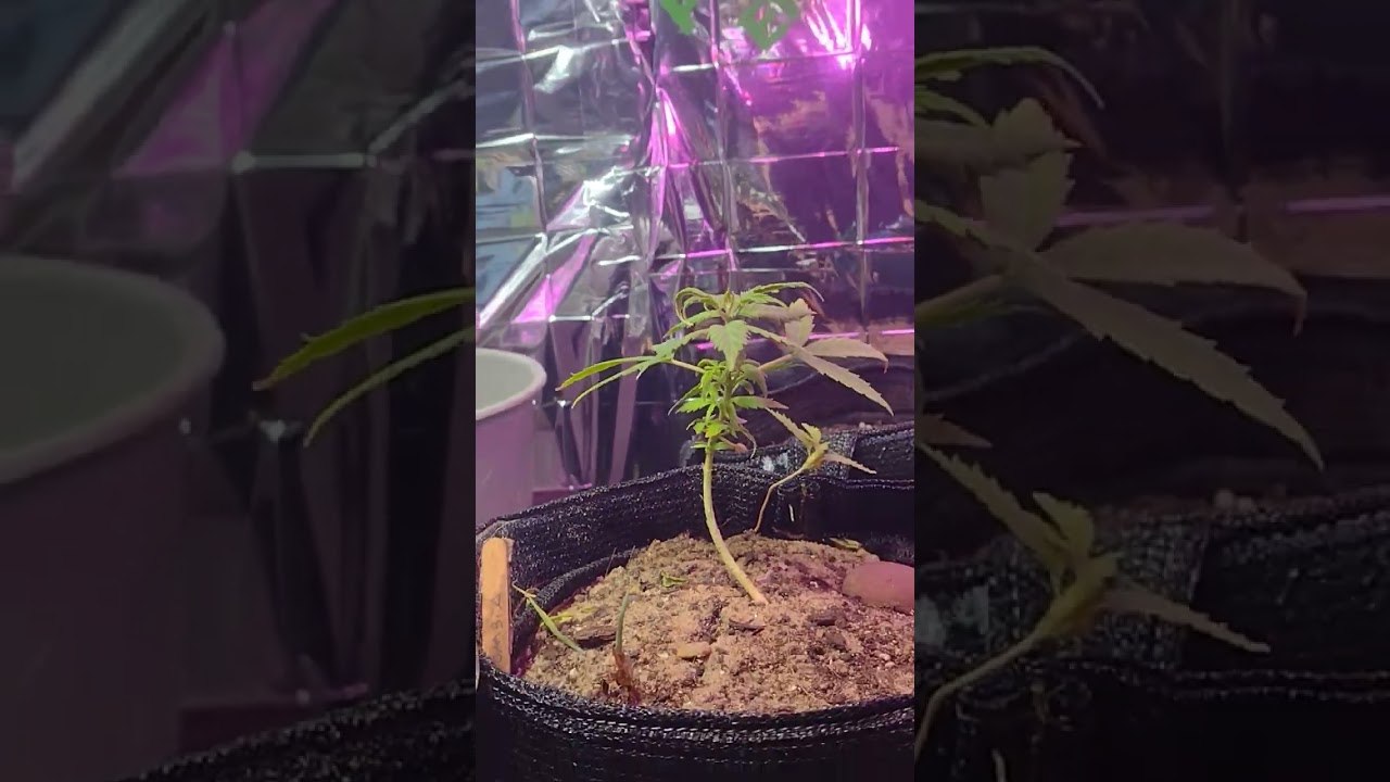 #growbiarra #canabis_sativa