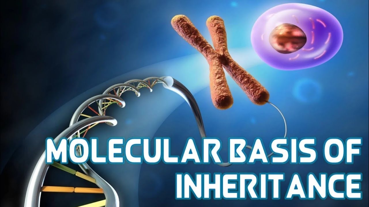 Molecular Basis Of Inheritance Class 12th NCERT|Revision with questions|CBSE Board exam 2026