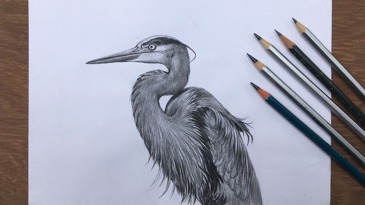 How to draw  a realistic heron with pencils | pencil shading of a bird
