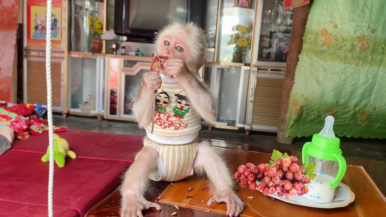 Nutritious Breakfast Of SinSin Baby Monkey When Dad Is Away