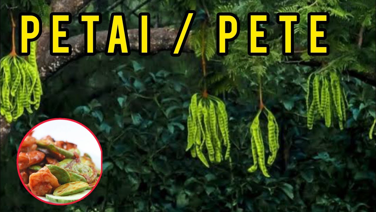 Daerah Penghasil Petai / Pete Terbanyak di Indonesia #pertanianindonesia  