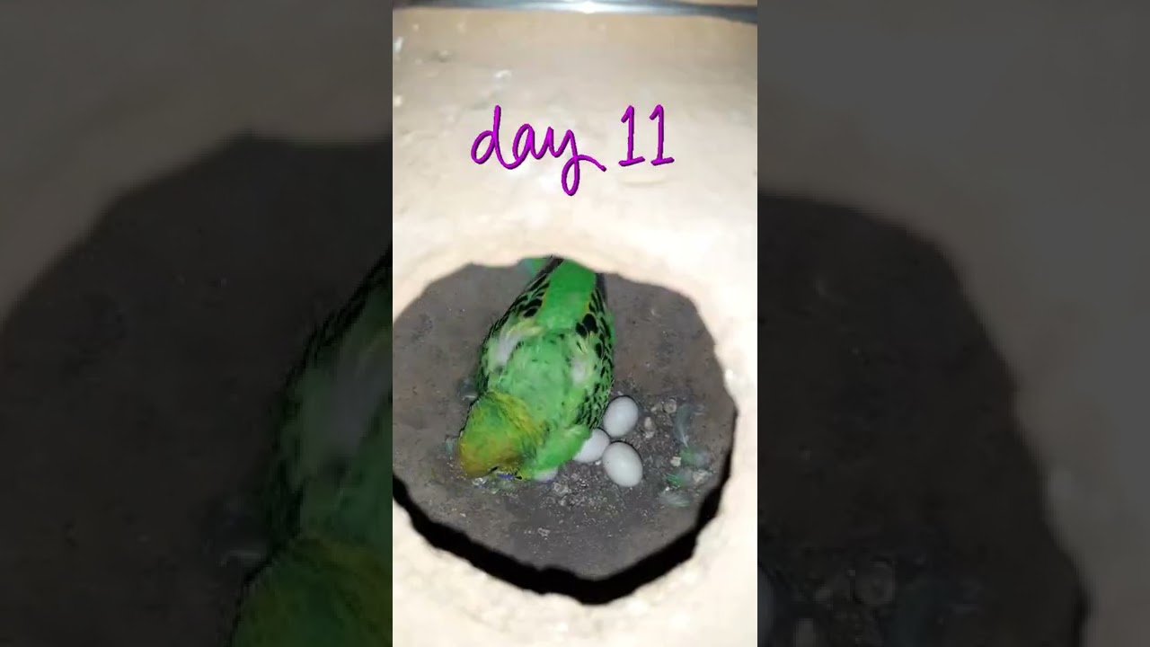 budgies egg laying | budgies egg hatching time #shorts #ytshorts #budgies