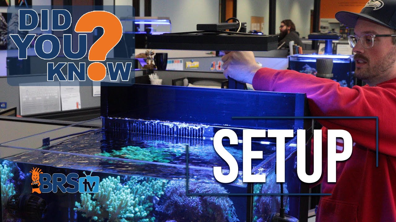 Reef Tank Lighting Is CRITICAL. 10 Tips to Set Up Aquarium Lights for Coral Success!