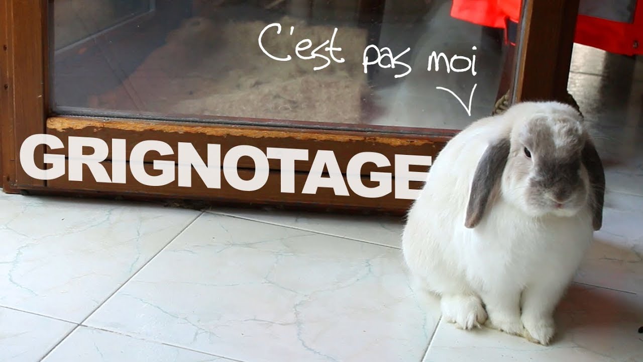 Mon lapin grignote tout !
