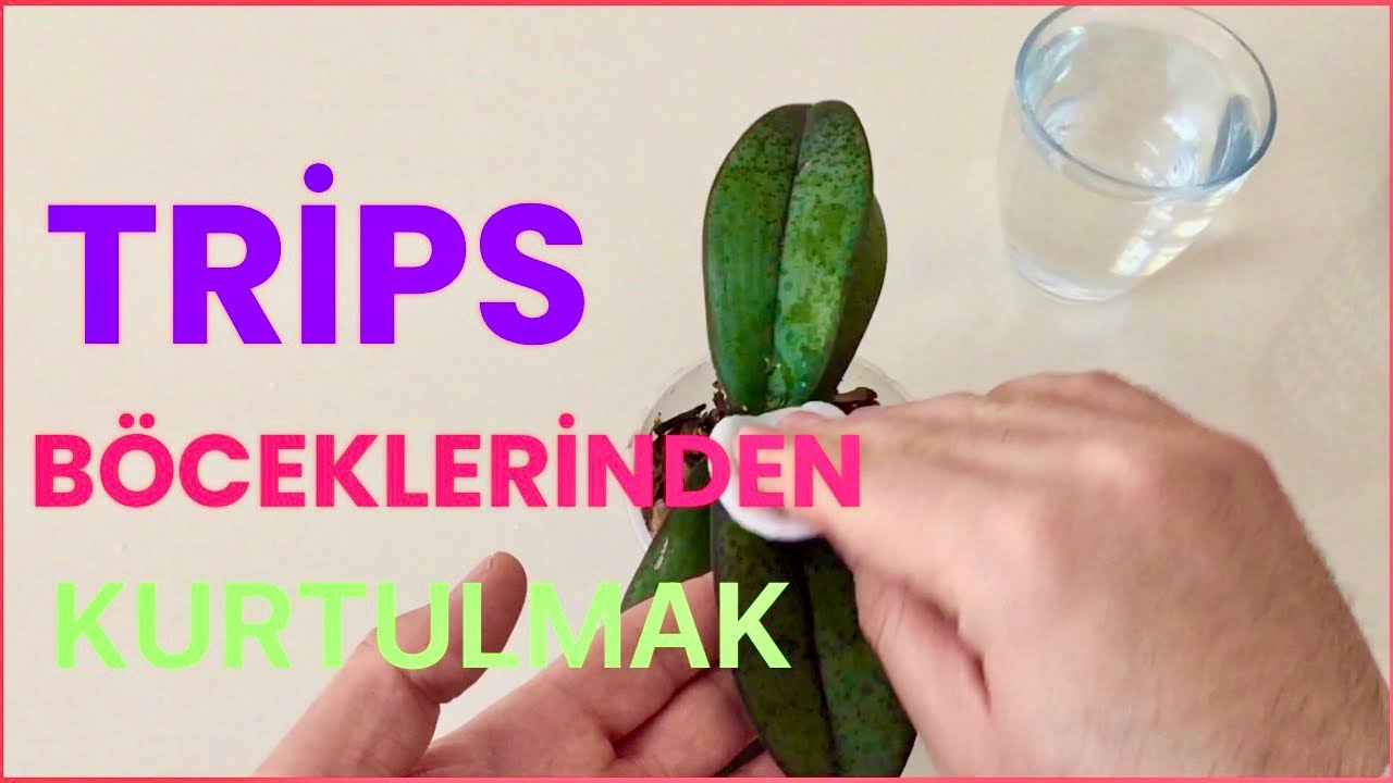 Orkide Trips Böceği Nasıl Yok Edilir? Orkide Böceklenirse Ne Yapılır? Orkide Böceklenmesi? Orchid