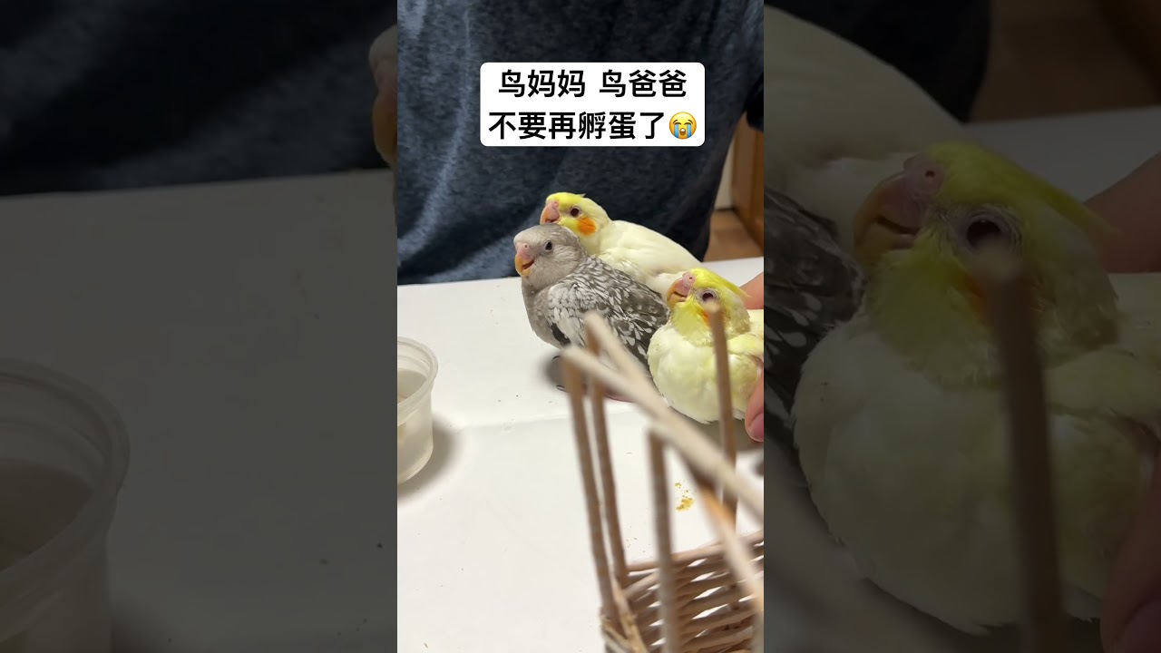 Feeding 20 Days  Baby Cocktails 手喂 20 天玄凤小鹦鹉 #babybird #parrotlovers #feedshorts #cockatiel #fyp