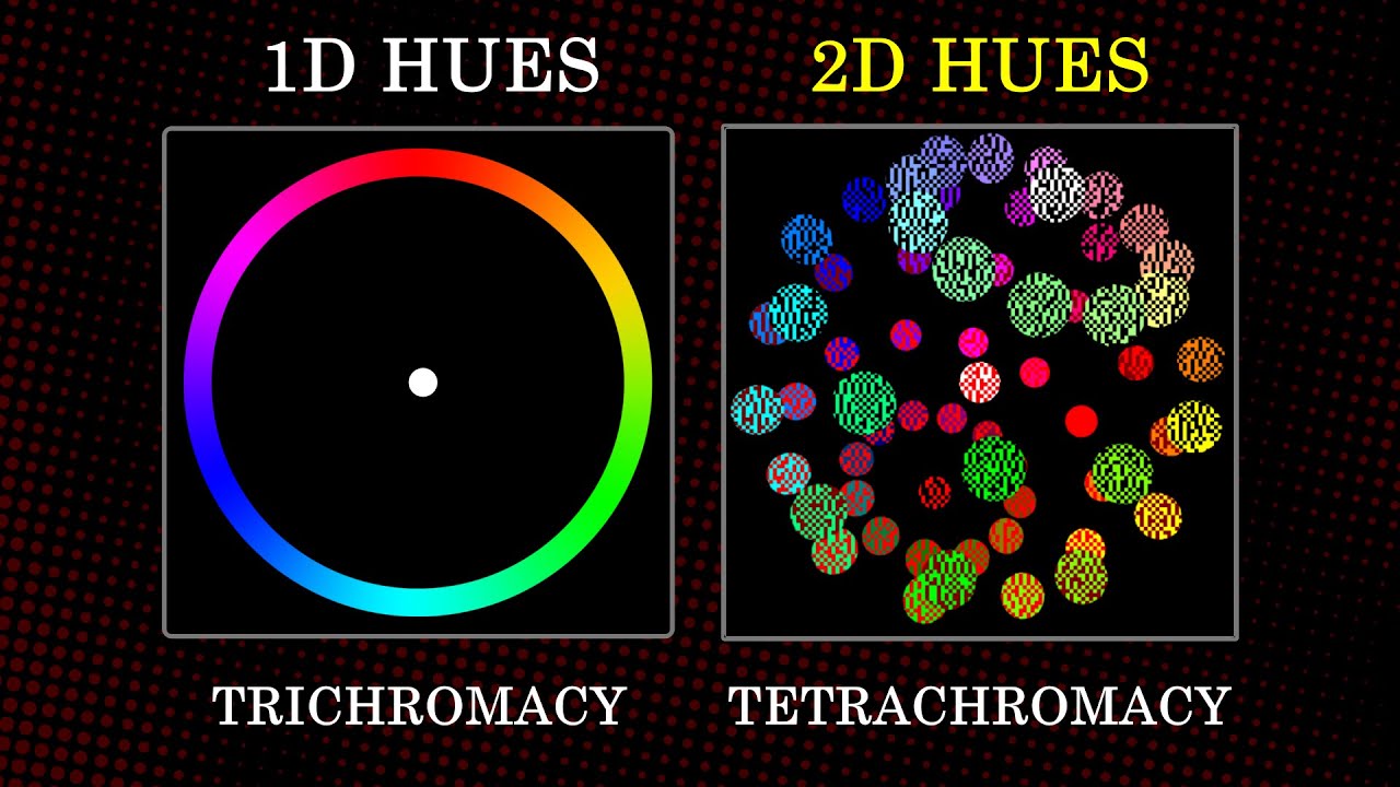 How Simple Math Makes Tetrachromacy So Colorful