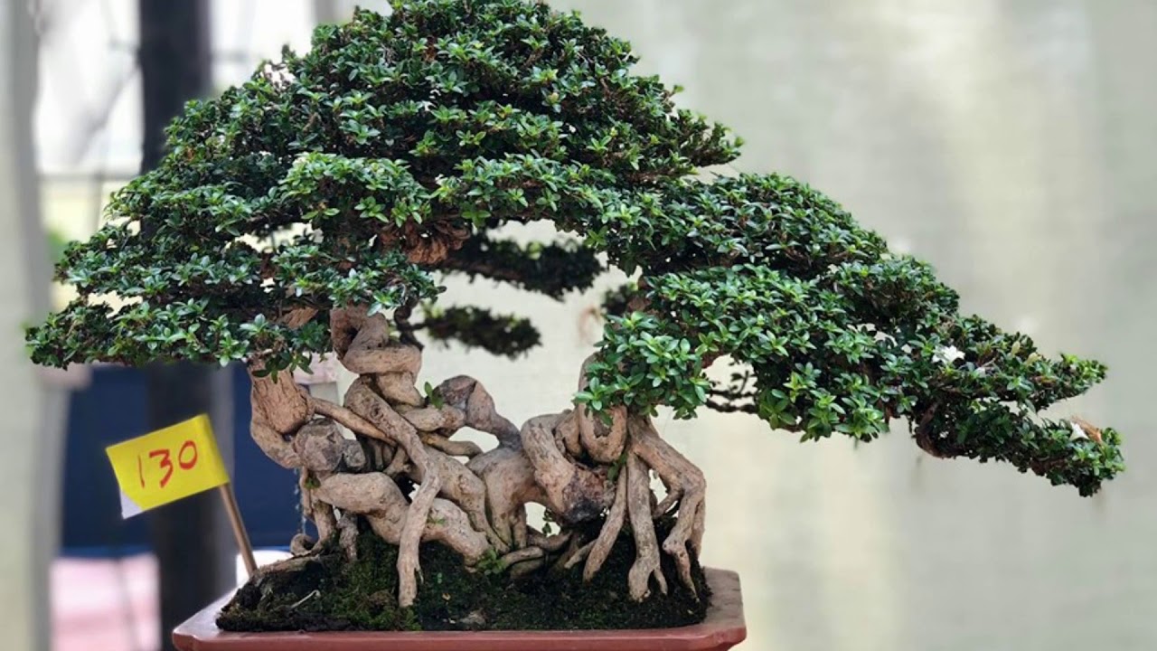 Indonesia BONSAI Exhibition  Sept 2019