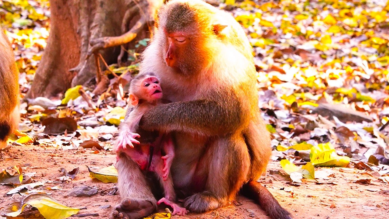 OMG Rock baby to breath when so weak to move, bless cute healthy