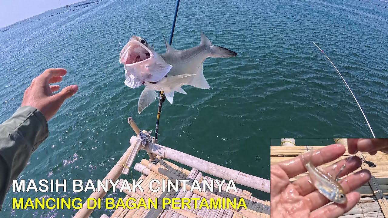 Mancing Di Bagan Pertamina Masih Banyak Cintanya 😍 Mancing Gaes