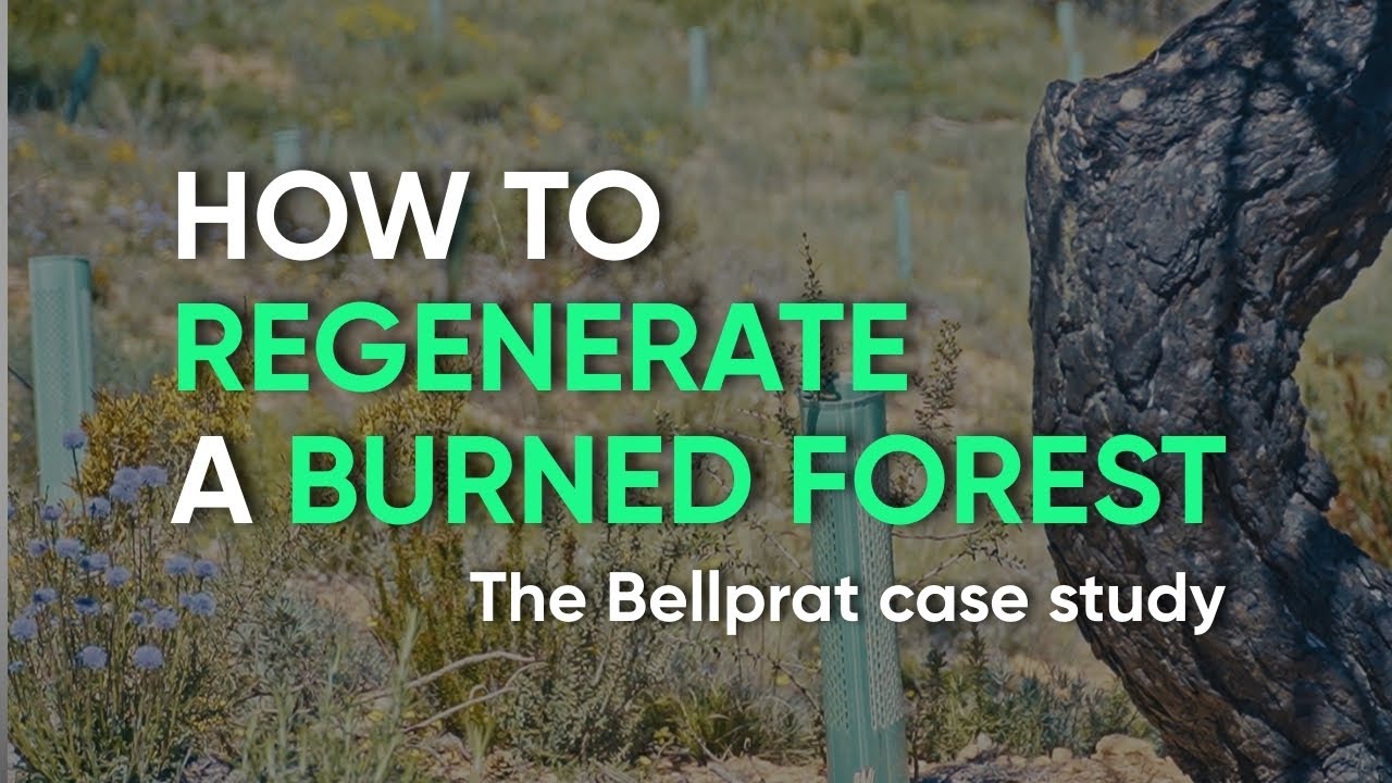 Regenerating a burned forest in Bellprat
