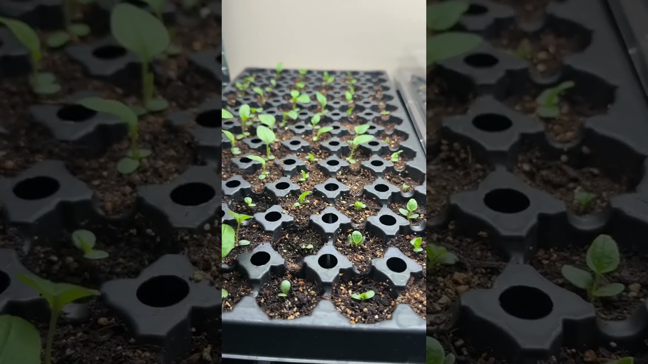 Grow Room update Jan 6, 2026