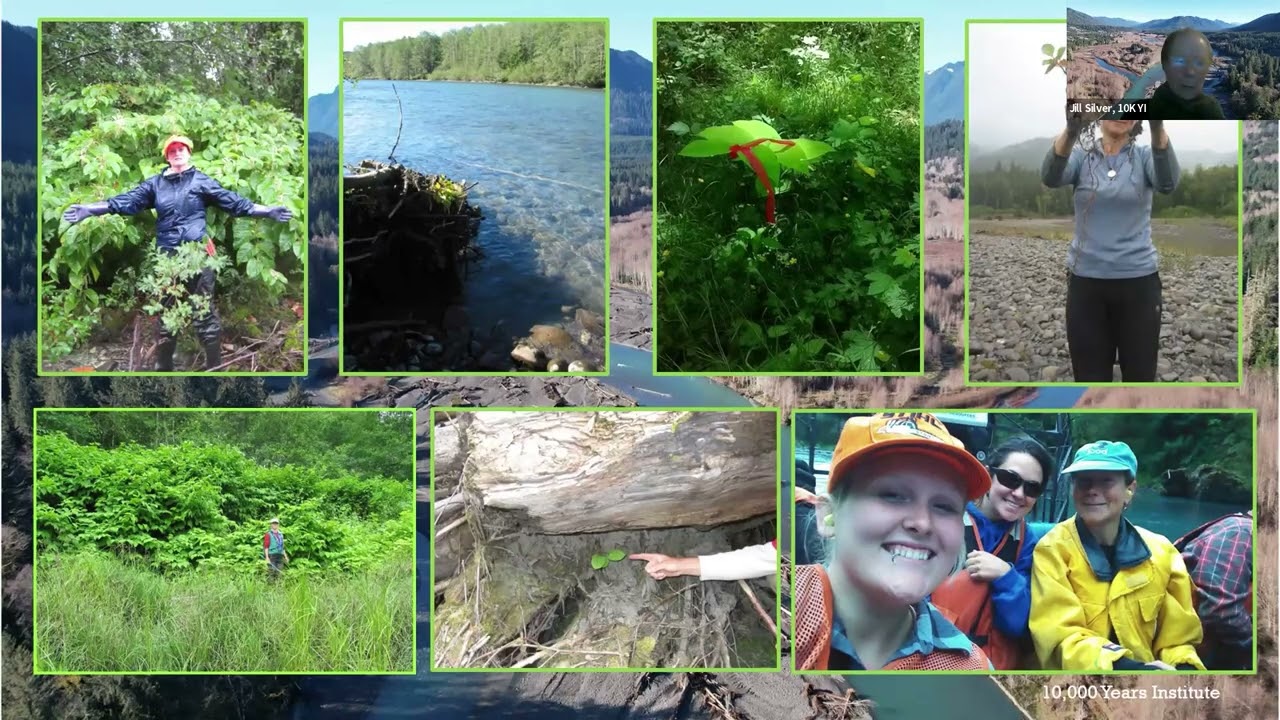 Lessons Learned - 25 Years of Knotweed on the Hoh River