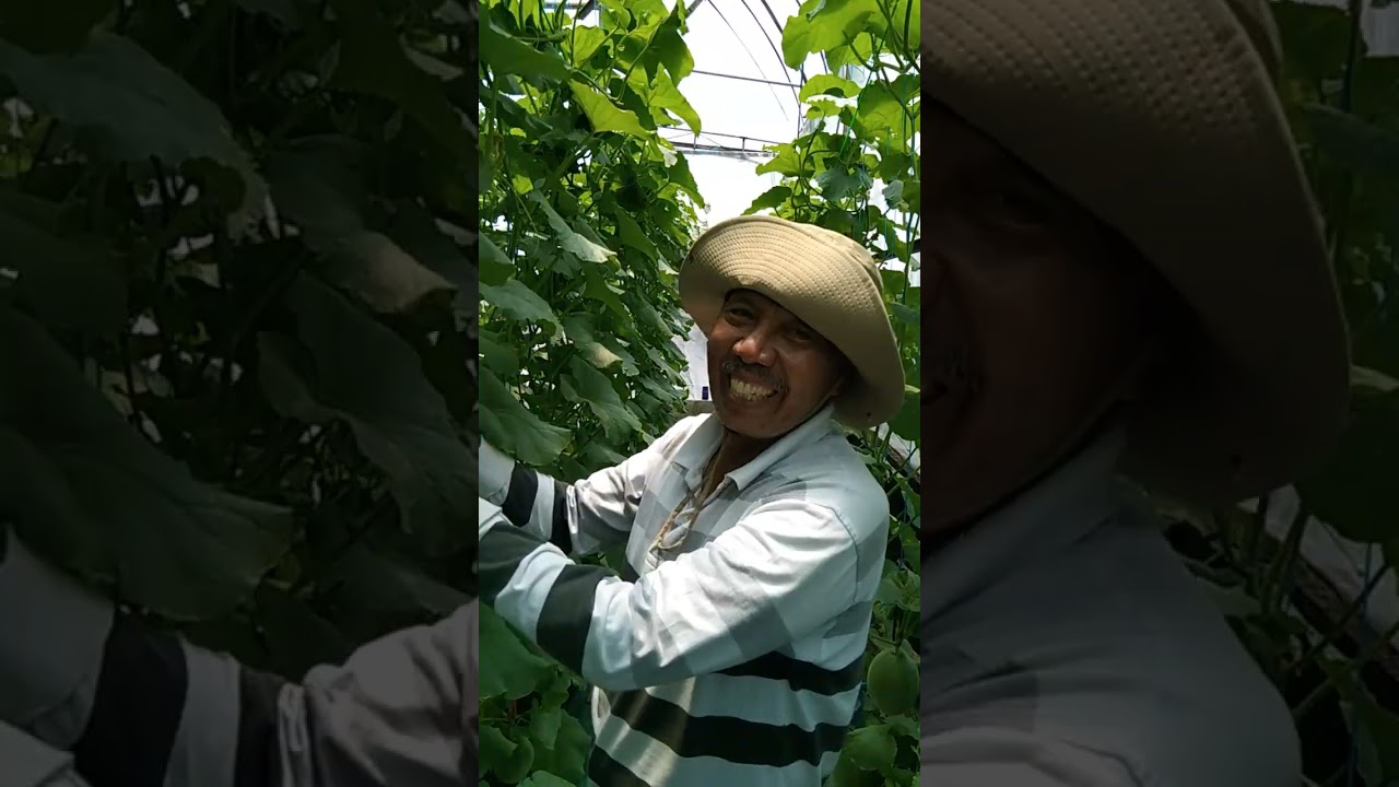 Melon semi hidroponik #melongreenhouse #melonpremium 