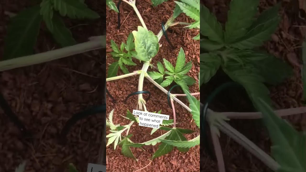 Cannabis plant topped itself (update) lst
