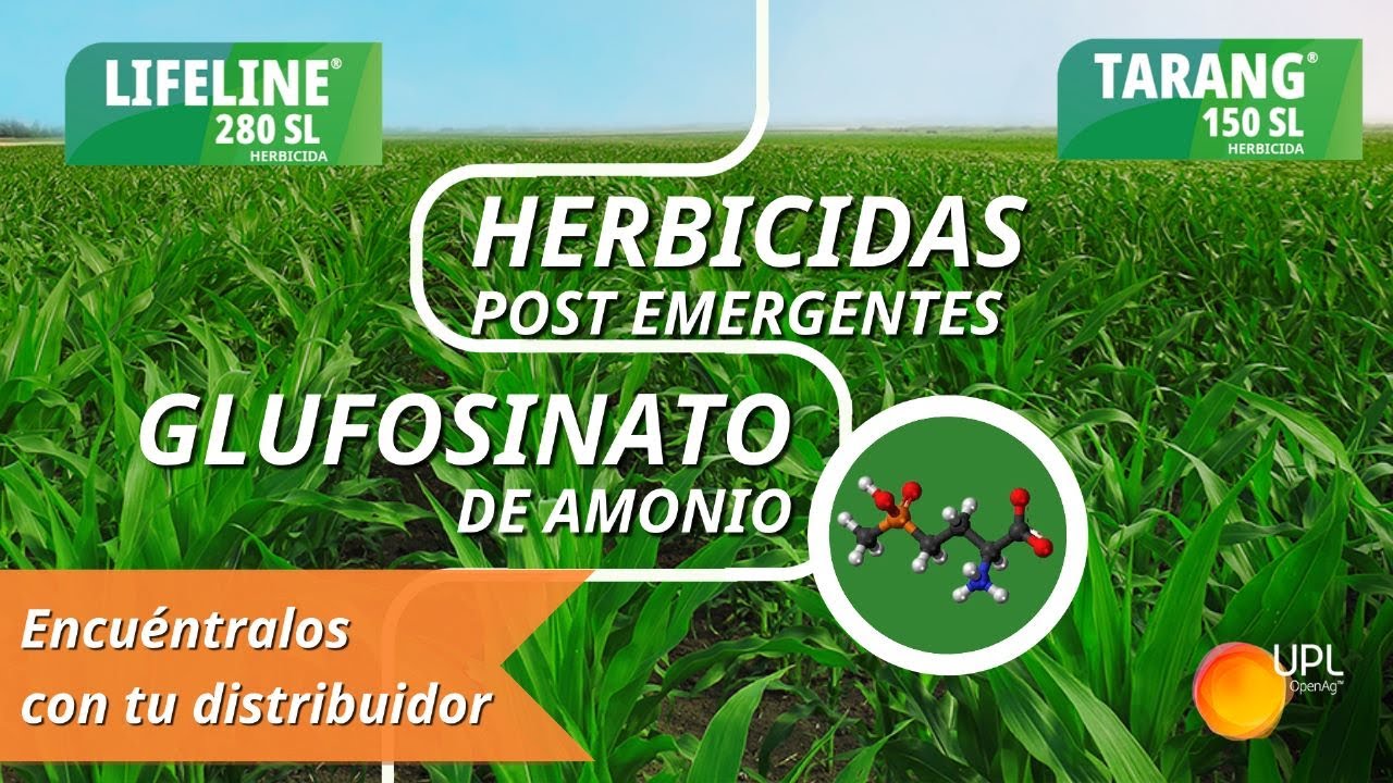 Recomendaciones UPL para control de malezas en Maíz | Lifeline® 280 SL y Tarang® 150 SL.